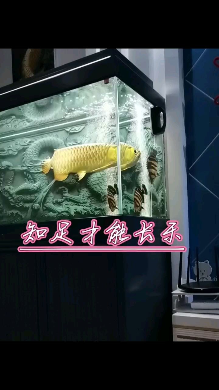 日常：好魚，櫻緣雨 觀賞魚論壇