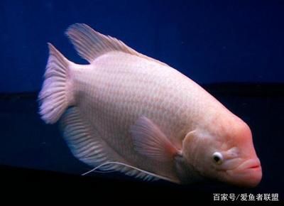 白招財魚能和金龍魚混養(yǎng)嗎：招財魚和什么魚一起養(yǎng)