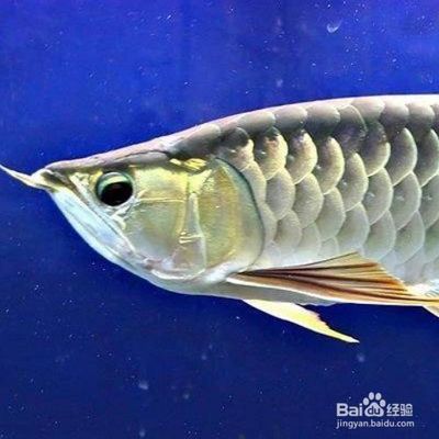 金龍魚不吃食：金龍魚不吃食可能是由于多種原因?qū)е碌模韵略蚣捌湎鄳?yīng)的解決方法 龍魚百科 第2張