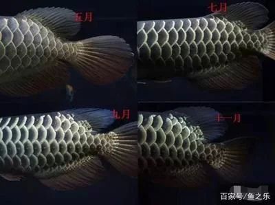 龍魚的珠鱗全部亮起是什么意思：龍魚的珠鱗全部亮起在龍魚養(yǎng)殖和鑒賞中是一個重要的標(biāo)準(zhǔn) 龍魚百科 第3張