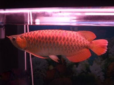 辣椒紅龍魚(yú)幼苗圖解：辣椒紅龍魚(yú)幼苗挑選技巧