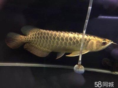 自制龍魚缸：專賣龍魚店名的建議 龍魚百科 第2張