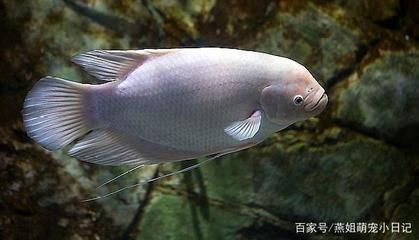 龍魚可以跟招財(cái)魚混養(yǎng)么嗎：龍魚可以跟招財(cái)魚混養(yǎng)么