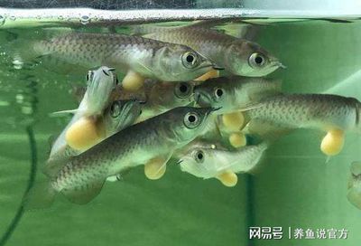 龍魚一直在魚缸中間游動：龍魚一直在魚缸中間游動怎么回事