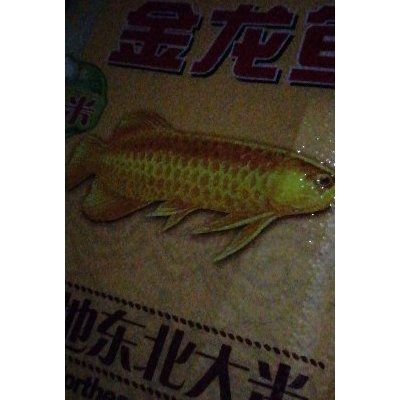 金龍魚食量?。航瘕堲~的食量會減少嗎 龍魚百科 第2張