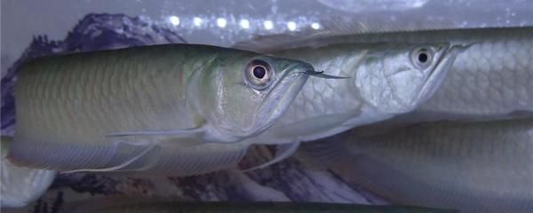 龍魚喂小魚需要消毒嗎為什么不吃食：龍魚喂小魚需要消毒嗎 龍魚百科 第3張