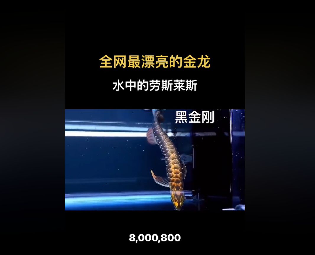 古典黑金剛過背金龍魚苗：\