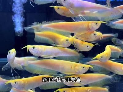 黃化白子龍魚：關(guān)于黃化白子龍魚的一些詳細(xì)信息