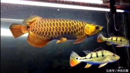 龍魚(yú)吃白條嗎會(huì)死嗎：龍魚(yú)可以吃白條魚(yú)嗎 龍魚(yú)百科 第2張