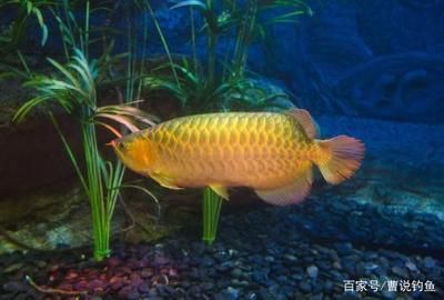 最貴的金龍魚(yú)3800萬(wàn)左右：最貴的金龍魚(yú)價(jià)格在20w左右，價(jià)格在20w左右