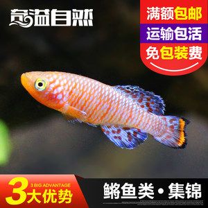 養(yǎng)小金龍魚要注意什么細節(jié)：養(yǎng)小金龍魚時需要注意什么細節(jié)