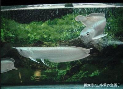 養(yǎng)銀龍用多大的魚缸：養(yǎng)銀龍魚用多大的魚缸