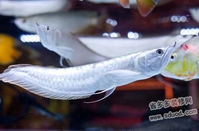 養(yǎng)一條銀龍魚代表什么：養(yǎng)一條銀龍魚代表著“一生平安”，寓意和風(fēng)水學(xué)的應(yīng)用