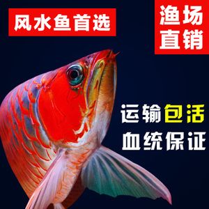 淘寶金龍魚：在淘寶平臺上購買金龍魚產(chǎn)品 龍魚百科 第3張