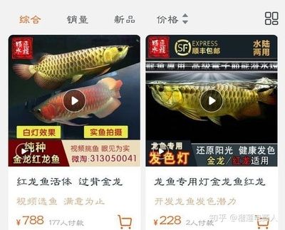 淘寶金龍魚：在淘寶平臺上購買金龍魚產(chǎn)品 龍魚百科 第1張