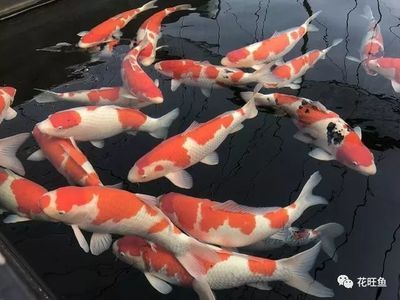 賣龍魚賺錢嗎是真的嗎：養(yǎng)殖龍魚賺錢的真實性取決于多種因素