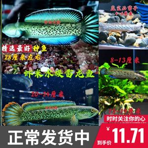 寶石龍魚價格表：寶石龍魚價格