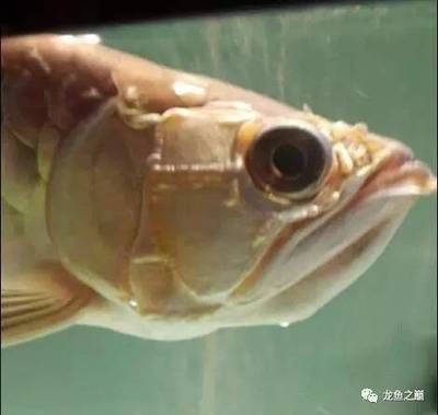 換完濾材龍魚狀態(tài)不好：換完濾材后龍魚狀態(tài)不好，換完濾材后龍魚狀態(tài)不好的原因