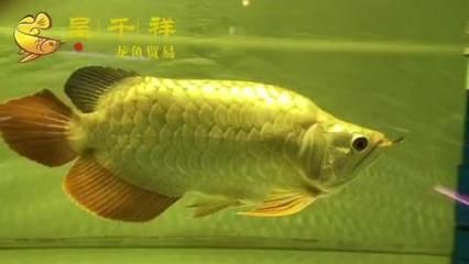 金龍魚一天喂幾次好：金龍魚一天喂幾次 龍魚百科 第3張