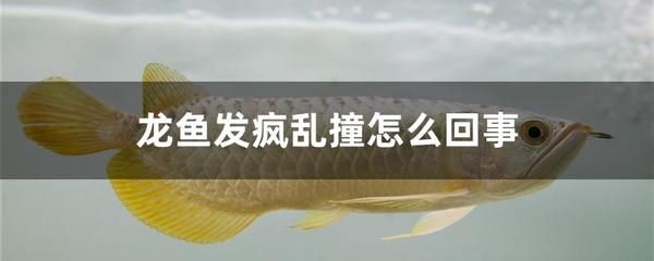 龍魚在魚缸里亂竄怎么辦：龍魚在魚缸亂竄怎么辦 龍魚百科 第1張