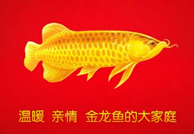 金龍魚的故事：金龍魚的故事搜索結果中并未給出相關信息 龍魚百科 第2張