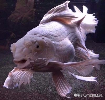 龍魚和蝴蝶鯉哪個好養(yǎng)：蝴蝶鯉和龍魚哪個好養(yǎng) 龍魚百科 第3張