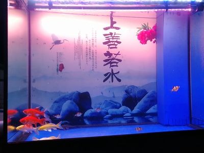 養(yǎng)龍魚缸底能放什么魚：養(yǎng)龍魚時可以在缸底混養(yǎng)一些適合的魚類，缸底裝飾應謹慎考慮 龍魚百科 第2張