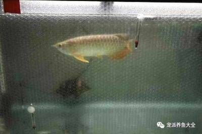 龍魚冬天怎么養(yǎng)好：冬季養(yǎng)龍魚要注意維持適宜的水溫、穩(wěn)定水質(zhì)、穩(wěn)定水質(zhì) 龍魚百科 第2張