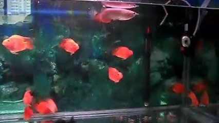 金龍魚咬鸚鵡魚：金龍魚會咬鸚鵡魚嗎 龍魚百科 第1張