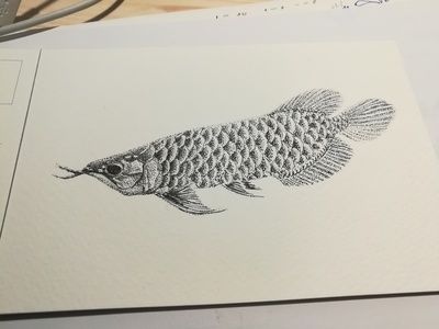 金龍魚繪畫素描：金龍魚素描作品，金龍魚繪畫素描作品 龍魚百科 第1張