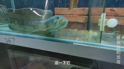 龍魚只吃蝦肉怎么辦：龍魚只吃蝦肉不吃其他食物怎么辦