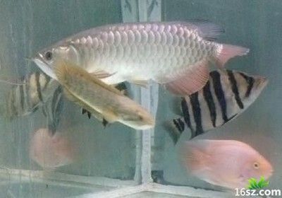 龍魚(yú)蒙眼土霉素：使用土霉素治療龍魚(yú)蒙眼需要注意什么？ 龍魚(yú)百科 第2張