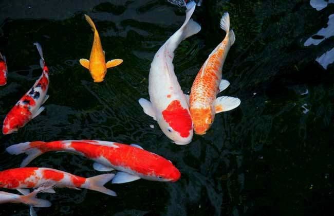 錦鯉黃龍魚(yú)：錦鯉黃龍魚(yú)怎么養(yǎng)？ 龍魚(yú)百科 第1張