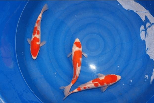 錦鯉黃龍魚(yú)：錦鯉黃龍魚(yú)怎么養(yǎng)？ 龍魚(yú)百科 第3張