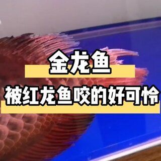 紅龍魚尾巴有黑斑和黑點是什么病：紅龍魚尾巴上有黑斑和黑點是什么病