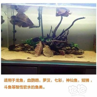 龍魚(yú)缸放橄欖葉可以嗎：龍魚(yú)缸放橄欖仁葉在魚(yú)缸里放橄欖葉的作用