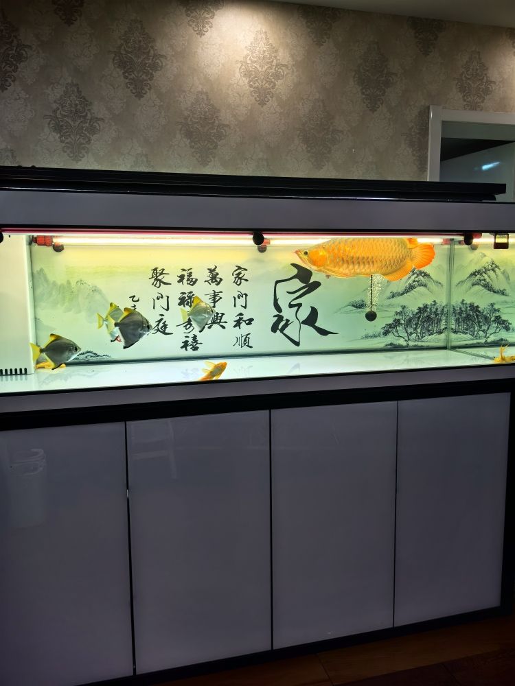 清洗魚缸，水清魚靚?。呵逑呆~缸，水清魚靚! 觀賞魚論壇 第7張