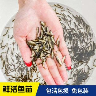 龍魚和草魚一起養(yǎng)嗎：龍魚和草魚可以一起養(yǎng)嗎，龍魚和草魚一起養(yǎng)取決于多種因素