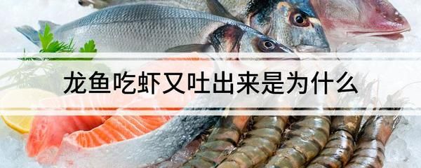 為什么龍魚吃蝦又吐出來(lái)：龍魚吃蝦后為什么又吐出來(lái)