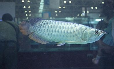 金龍魚吃泥鰍好還是魚苗好：金龍魚喂泥鰍好還是魚苗好