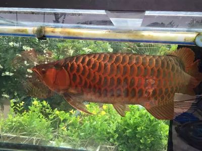 紅龍魚(yú)要用什么燈才容易誘色好：紅龍魚(yú)的誘色和發(fā)色過(guò)程需要適宜的光照條件