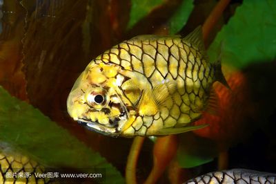 菠蘿魚可以和龍魚混養(yǎng)嗎：菠蘿魚可以和什么魚混養(yǎng) 龍魚百科 第3張