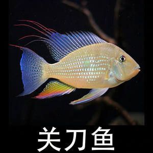 白子關(guān)刀魚配龍魚好嗎：關(guān)刀魚能和什么魚混養(yǎng)