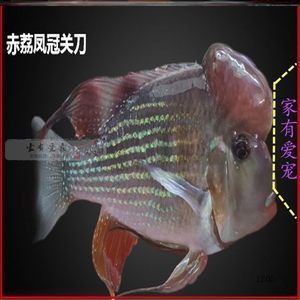 白子關(guān)刀魚配龍魚好嗎：關(guān)刀魚能和什么魚混養(yǎng)