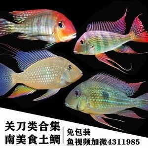 白子關(guān)刀魚配龍魚好嗎：關(guān)刀魚能和什么魚混養(yǎng)