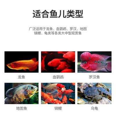 龍魚喂凍蝦有什么注意事項和禁忌嗎：龍魚喂凍蝦有什么注意事項和禁忌