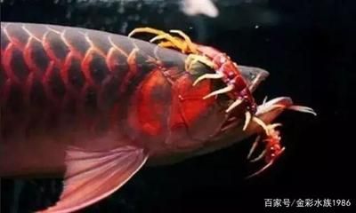 龍魚吃蜈蚣嗎？：龍魚會吃蜈蚣嗎 龍魚百科 第1張