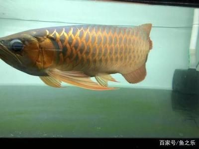 寬身龍魚和窄身龍魚的區(qū)別是什么：寬身龍魚和窄身龍魚的區(qū)別 龍魚百科 第3張