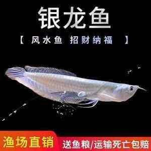 金龍魚(yú)運(yùn)輸注意事項(xiàng)：金龍魚(yú)的運(yùn)輸注意事項(xiàng)