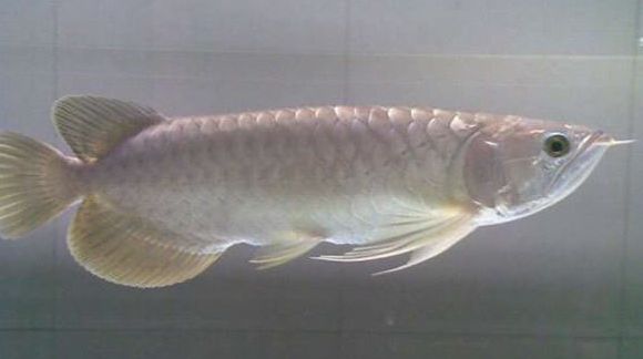 赤焰青龍魚價(jià)格：赤焰青龍魚價(jià)格信息：金龍魚的價(jià)格差異大，金龍魚價(jià)格差異較大 龍魚百科 第2張